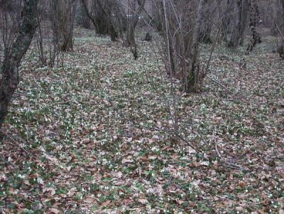 Прикрепленное изображение: getImageрр.jpeg